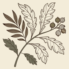 Botanical illustration of a branch with leaves and berries