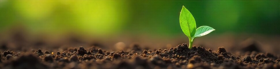 Green Arrow Sprouting from Seed Growth, Ambition, and the Journey of Life
