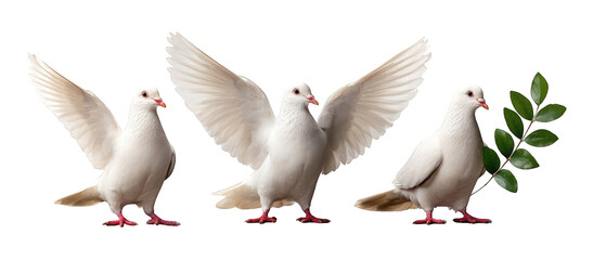 Three white doves in flight, one holding a green olive branch, symbolizing peace