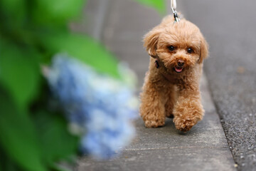 紫陽花の咲く道路を散歩するトイ・プードル