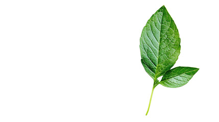 Obraz premium Clean minimal layout of single herb leaf Transparent background, PNG