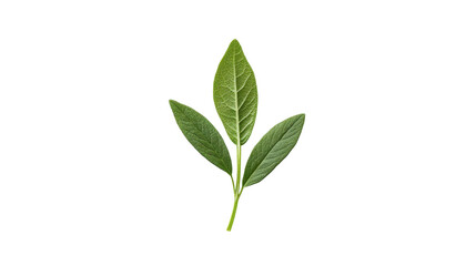 Clean minimal layout of single herb leaf Transparent background, PNG