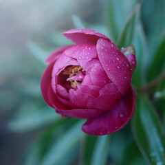 Botón de Peonía Rosa Brillante con Gotas de Rocío, a Punto de Florecer