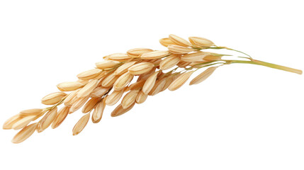 Close-up of a single rice grain Transparent background, PNG