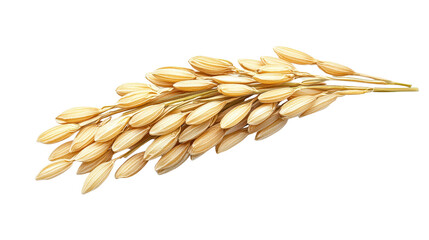 Close-up of a single rice grain Transparent background, PNG