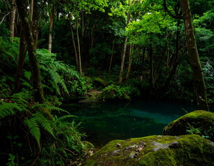 Obraz premium Mystical woodland pond at night with glowing cyan algae reflections and mossy stones. Soft ferns and floating light specks evoke a surreal, cinematic forest scene with ambient depth.