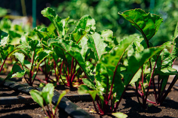Green beet leaves with red stems. Beets in the garden. Young beets in the spring.