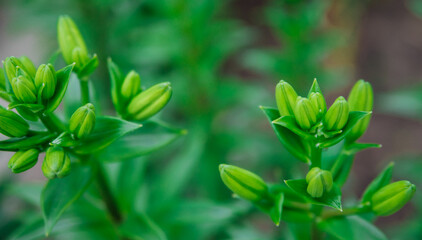 Obraz premium Green lily leaves in the garden. Unopened flowers in flower beds. Narrow lily leaves with raindrops . Gardening.
