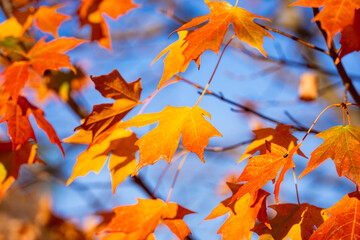 Autumn fall background. Maple leaves in autumn. Autumnal landscape. October of fall. Natural beauty of fall. Falling leaves. Fallen leaves autumn wallpaper. Autumn leaves. Fall foliage.