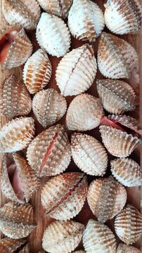 Cockle is opening the shell shows the freshness of the seafood. Motion of a group of fresh and raw shell or seashell footage