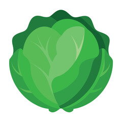 Fresh green cabbage illustration on a clean white background