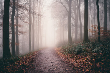 Obraz premium Misty forest path lined with tall trees and fallen leaves creates serene and mysterious atmosphere