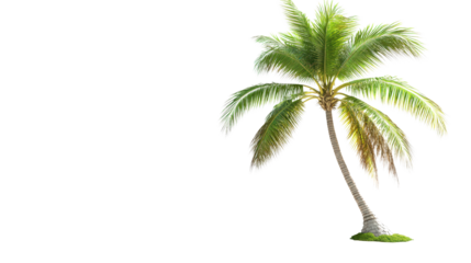 Coconut tree with shadow falling to the side Transparent background, PNG
