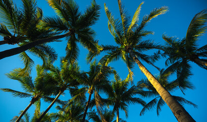 Naklejka premium Palm background. Green tropical palm texture. Palms leaf pattern. Nature tropical background. Summer background. Palm tree on blue sky. Tropical paradise. Exotic palm background. Jungle green.