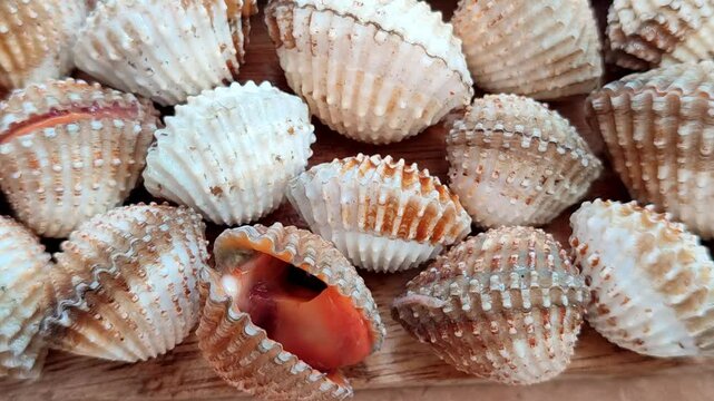 Cockle is opening the shell shows the freshness of the seafood. Motion of a group of fresh and raw shell or seashell footage