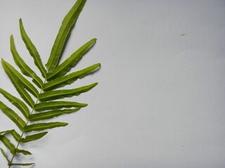 fern (Pteridophyta) leaves with white background.