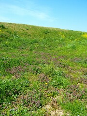 ヒメオドリコソウと菜の花咲く春の江戸川土手風景