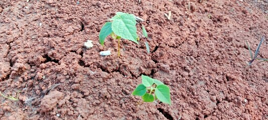 plant in the ground