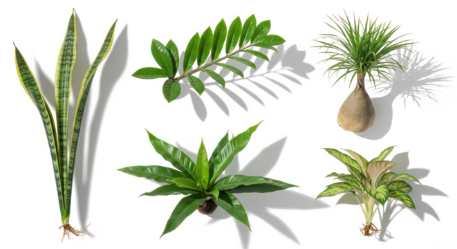 Tropical houseplant collection with transparent background featuring snake plant, ZZ plant, ponytail palm, bird’s nest fern, and aglaonema