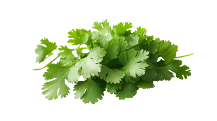 Coriander leaves close-up Transparent background, PNG