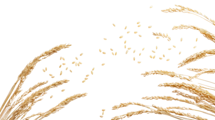 Creative rice grain layout with soft gradient shadow Transparent background, PNG