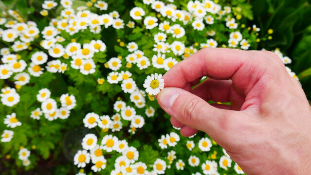 Close-up of a male hand holding a small chamomile flower
