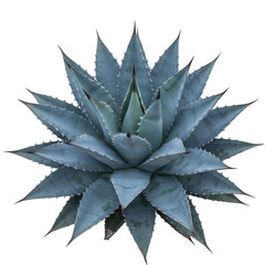 A striking blue agave plant with sharp pointed leaves and serrated edges isolated on transparent background