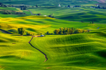 Obraz premium The rolling hills of the Palouse seen from Steptoe Butte