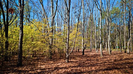  Autumnal forest with slender trees and leaves on the ground.