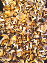 Fresh yellow chanterelle edible mushrooms.