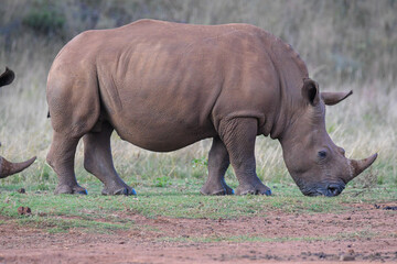 Obraz premium rhino in the wild Grazing