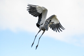 Blue heron in flight