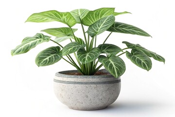 Philodendron gloriosum plant with striking white veining on its large green leaves in a textured pot isolated on white background
