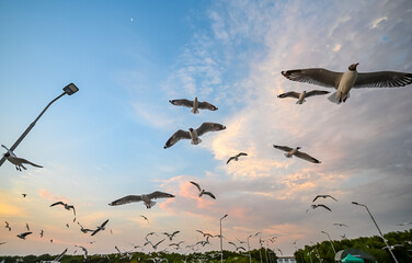 Many seagulls fleeing from the cold weather in Siberia come to Bang Pu, Samut Prakan Province, Thailand, from December to the end of March every year.