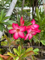 Blooming pink desert rose flowers (Adenium obesum) in a tropical garden