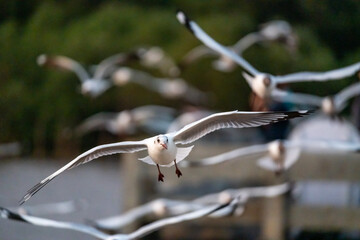 Many seagulls fleeing from the cold weather in Siberia come to Bang Pu, Samut Prakan Province,...