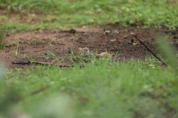 Birds and jungle