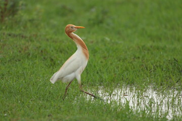 Eastern cattle Egret