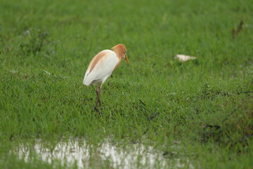 Eastern cattle Egret