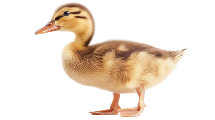 Duck looking backward over its shoulder, playful pose Transparent background, PNG