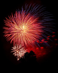Beautiful brilliant red, white and blue fireworks explode over a silhouetted tree lined black sky background.