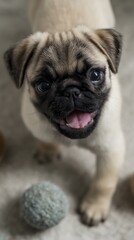Obraz premium Playful pug puppy joyfully interacting with a ball