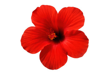 Fototapeta premium Vibrant red hibiscus blooming, transparent backdrop revealing delicate crimson petals and prominent yellow stamen
