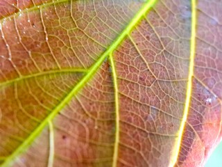Close-up of a leaf with visible veins and detailed texture. Natural pattern background in red and...