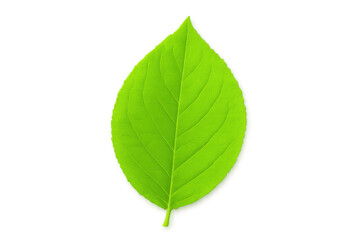 Fototapeta premium Verdant leaf with delicate veining displaying rich emerald hue against transparent backdrop