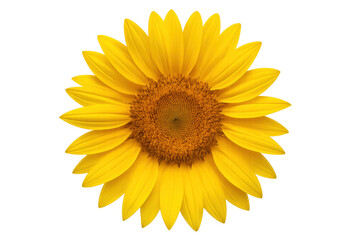 Fototapeta premium Close-up of a sunflower with bright yellow petals and a dark center, isolated on a transparent background