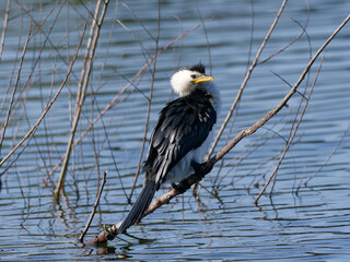 Little Pied Cormorant, little shag or kawaupaka (Microcarbo melanoleucos) perched on a branch with...