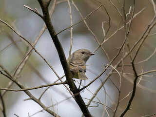 Australian Golden Whistler (Pachycephala pectoralis) perched on a thin branch.