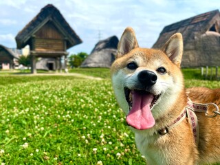 Shiba dog
