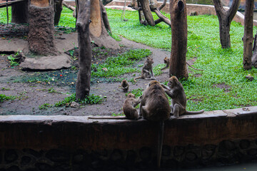 A group of monkeys sit together and groom each other near a pond in a zoo.